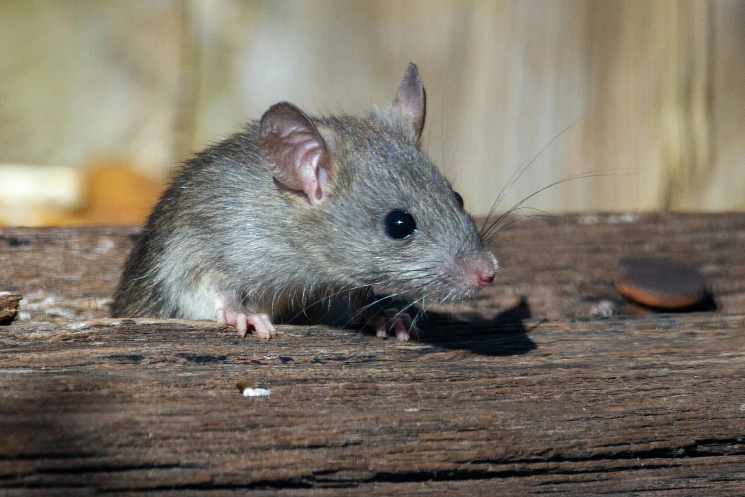 Australian Shed Vermin