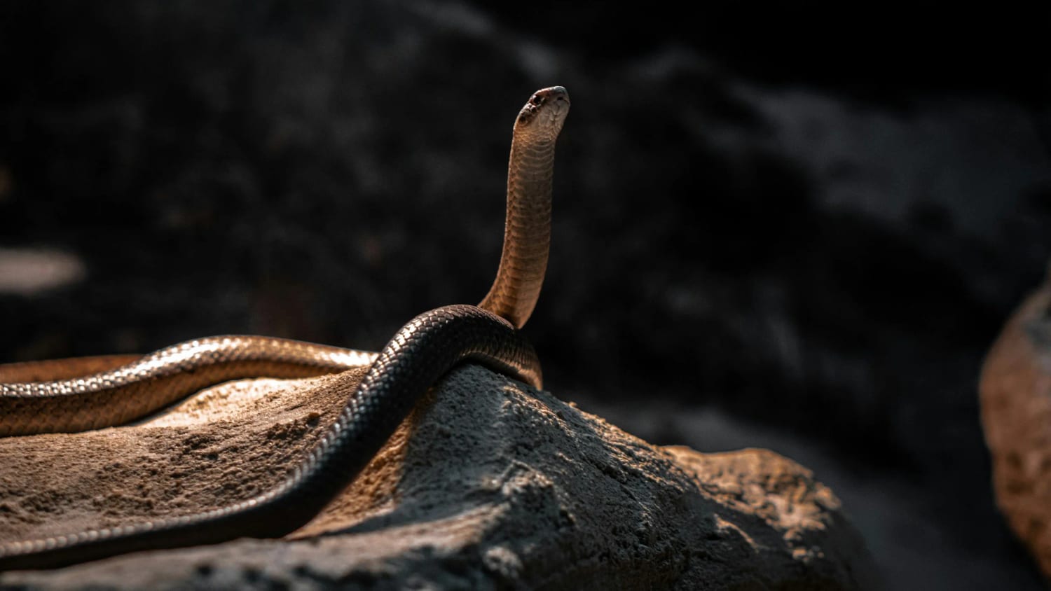 Australian Wildlife and Sheds: A Love-Hate Relationship — Australian Shed Vermin